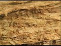 Termites Devouring Wood
