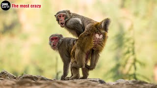 Top 6 Animals with the most crazy Mating - wild an