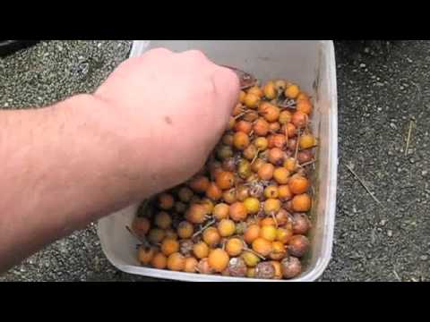 how to fertilize indian hawthorn