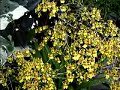 Expert Oncidium Orchid Care Expert Oncidium Orchid Care
