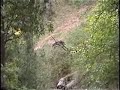 WILD HOGS O\ WILD HOGS O\