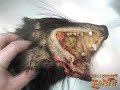 Tasmanian Devils Tasmanian Devils