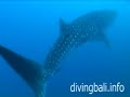 Whale Shark at Tulamben Whale Shark at Tulamben