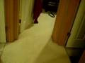 Hunting Chihuahuas