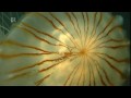 Quallen - Geister der Meere