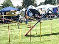 Agility Deutsche Vereinsmeisterschaft 2008 Agility Deutsche Vereinsmeisterschaft 2008