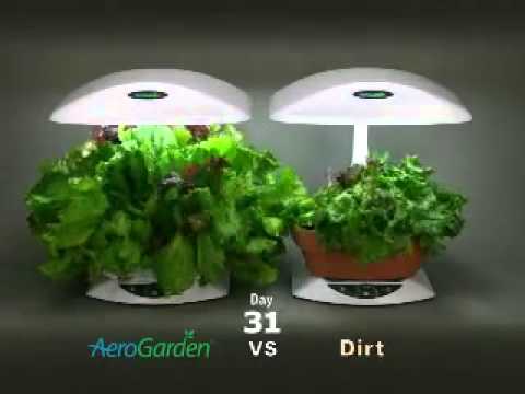 how to transplant from aerogarden to soil