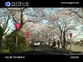 DRIVING VIEW #02 Sakura(cherry blossoms) at Seto River