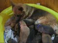Tacys pups 2 weeks old