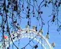 London Eye (London, U.K.) London Eye (London, U.K.)
