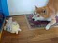 柴犬動画