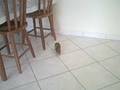 videos de Panqueca!
