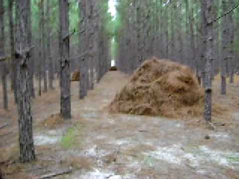 how to collect pine needles