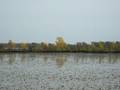 videos de Migration d'oiseaux