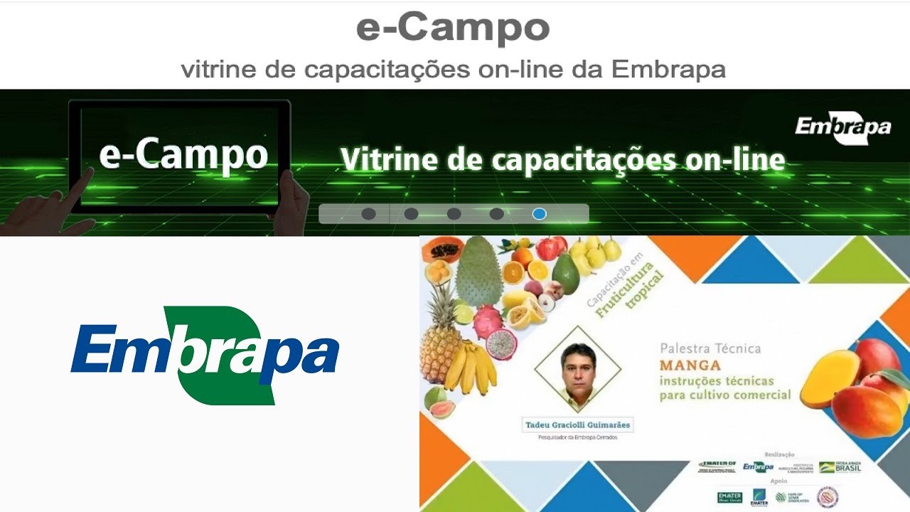 EAD Minicurso Manga: Instruções técnicas para cultivo comercial - Perguntas e Respostas