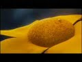 Horton e o Mundo dos Quem - Trailer Legendado