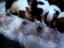 shit tzu puppies
