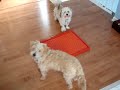 Kohi and Muffin go potty 7/19/08 Kohi and Muffin go potty 7/19/08