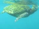 Hawaiian Turtles