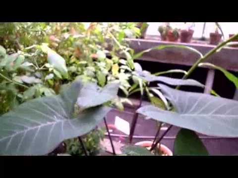 how to care for colocasia esculenta