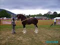 shire horses at south wales show