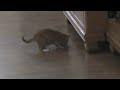 Kittens Kittens