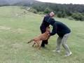 Malinois,Zajo vek,7mes.training revir 24.7.2008.