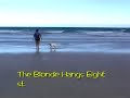 Zada the surf dog