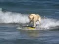 Zada the surf dog Zada the surf dog