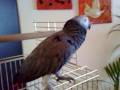 papagalos xoreuei klarina (greek parrot dance)