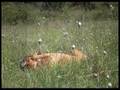 Bóxer video