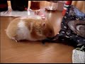 Ziomu? - M�j chomik :)