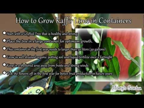 How to Grow Kaffir Lime Trees in Containers
