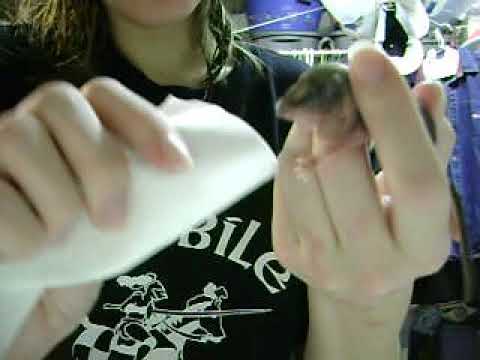 how to take care of a baby flying squirrel