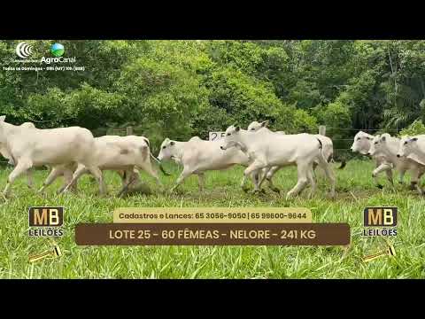 526� LEIL�O VIRTUAL MB LEIL�ES