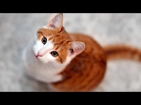 Is It Safe to Let Your Cat Go Outside? | Cat Care