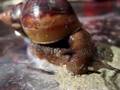Achatina Fulica fast eating