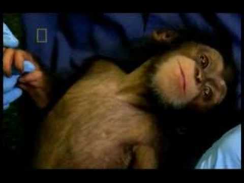 Ape - Humans are apes. Great apes. Apes all belong to the superfamily Hominoidea. The great apes are the family Hominidae which we share with the Chimpanzees, Gori...