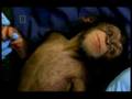 The Human Ape 1of10