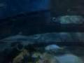 Sealife Speyer - Glass Tunnel, Shark Area