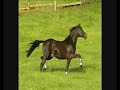Clumsy- Horses Clumsy- Horses