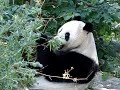 panda au zoo de Vienne