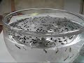 Combate ao Aedes Aegypti