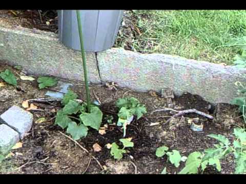 how to fertilize currants