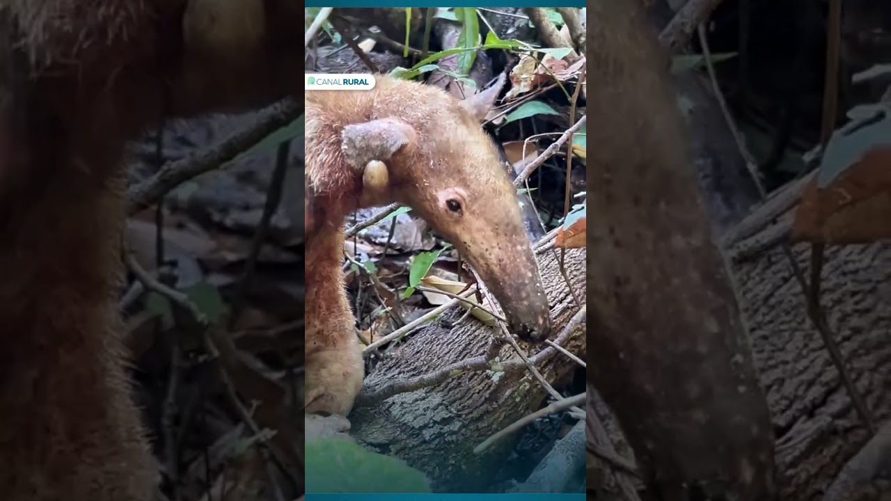 Tamanduá-mirim dorme, permite aproximação e detalhe chama atenção