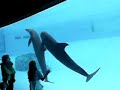 dolphins swimming at the Corpus Christi Aquarium
