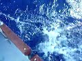sailfish 2
