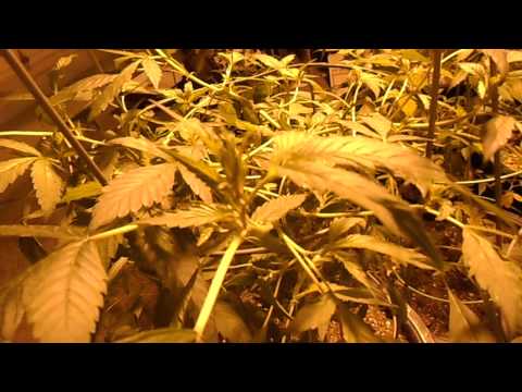 how to use sensi grow part a and b