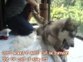 ║█ ▌► FURminator dog grooming ◄▌█║