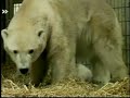 Wilbaer and Corinna - Mother and Cub - Polar Love